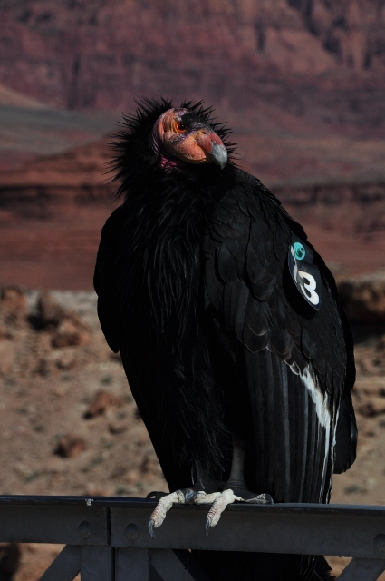 California Condor